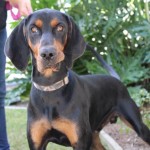 Adoptable (Official) Georgia Dogs for November 10, 2017