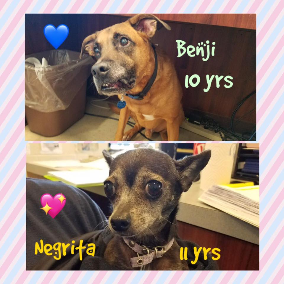 Benji Negrita
