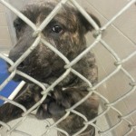 Adoptable (Official) Georgia Dogs for November 22, 2017