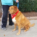 Adoptable (Official) Georgia Dogs for November 28, 2017
