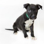 Adoptable (Official) Georgia Dogs for November 15, 2017