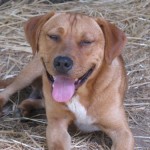 Adoptable (Official) Georgia Dogs for November 16, 2017
