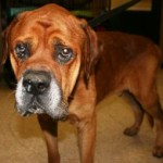 Adopt us — Effingham animal shelter | savannahnow.com