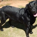 Adoptable (Official) Georgia Dogs for November 8, 2016