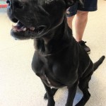 Adoptable (Official) Georgia Dogs for November 27, 2017