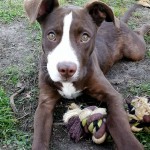 Adoptable (Official) Georgia Dogs for November 30, 2017