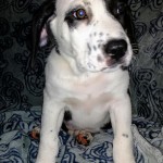 Adoptable (Official) Georgia Dogs for November 1, 2017