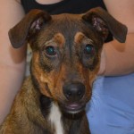 Adoptable (Official) Georgia Dogs for November 17, 2017
