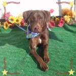 Adoptable (Official) Georgia Dogs for November 3, 2017