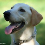Adoptable (Official) Georgia Dogs for November 9, 2017
