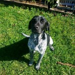 Adoptable (Official) Georgia Dogs for November 13, 2017