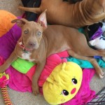 Adoptable (Official) Georgia Dogs for November 20, 207