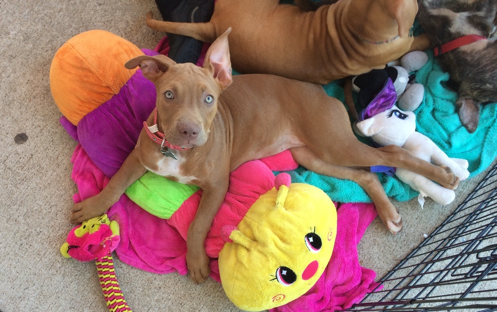 Virginia Puppy