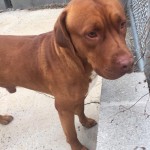Adoptable (Official) Georgia Dogs for November 7, 2017
