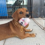 Adoptable (Official) Georgia Dogs for December 8, 2017