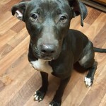 Adoptable (Official) Georgia Dogs for December 21, 2017
