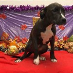 Adoptable (Official) Georgia Dogs for December 4, 2017