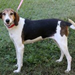 Adoptable (Official) Georgia Dogs for December 19, 2017