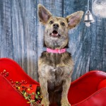 Adoptable (Official) Georgia Dogs for December 12, 2017