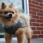 Adoptable (Official) Georgia Dogs for December 7, 2017