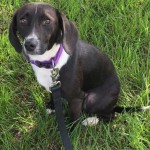 Adoptable (Official) Georgia Dogs for December 1, 2017