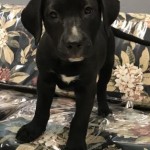 Adoptable (Official) Georgia Dogs for December 15, 2017