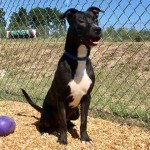 Adoptable (Official) Georgia Dogs for December 5, 2017