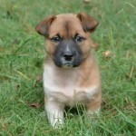 Adoptable (Official) Georgia Dogs for December 14, 2017