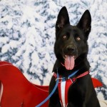 Adoptable (Official) Georgia Dogs for December 18, 2017