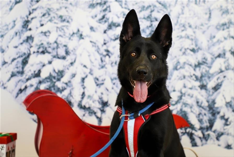 Scarlet GSD