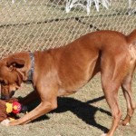 Adoptable (Official) Georgia Dogs for December 11, 2017