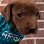 Adoptable (Official) Georgia Dogs for January 31, 2018