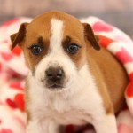 Adoptable (Official) Georgia Dogs for January 22, 2018