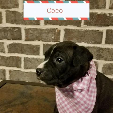 Coco Harris