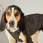 Adoptable (Official) Georgia Dogs for January 9, 2018