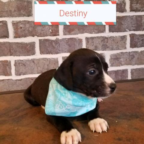 Destiny Harris