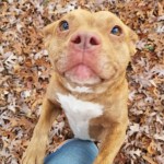 Adoptable (Official) Georgia Dogs for January 19, 2018