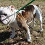 Adoptable (Official) Georgia Dogs for January 5, 2018