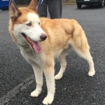 Adoptable (Official) Georgia Dogs for January 17, 2018