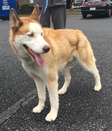 Hachi