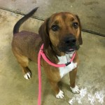 Adoptable (Official) Georgia Dogs for January 29, 2018
