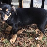 Adoptable (Official) Georgia Dogs for January 10, 2018