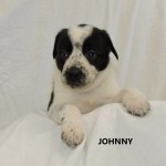 Adoptable (Official) Georgia Dogs for January 3, 2018