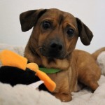 Adoptable (Official) Georgia Dogs for January 18, 2018