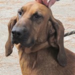 Adoptable (Official) Georgia Dogs for January 30, 2018