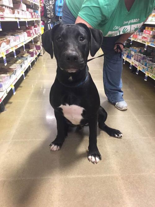 Onyx Street Paws