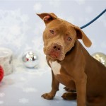 Adoptable (Official) Georgia Dogs for January 25, 2018