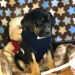 Adoptable (Official) Georgia Dogs for January 12, 2018