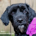 Adoptable (Official) Georgia Dogs for January 23, 2018