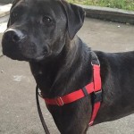 Adoptable (Official) Georgia Dogs for January 24, 2018